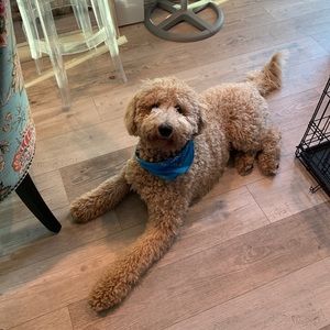 Meet your Posher, Daniel